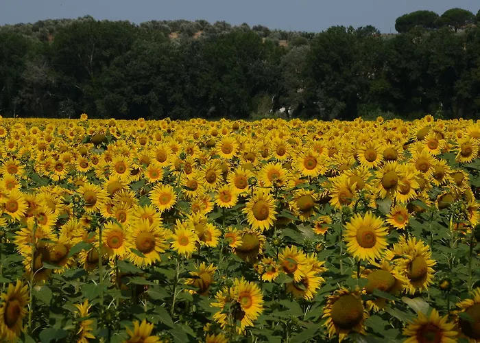 Hotel La Mimosa Capalbio